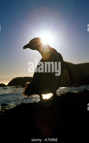 Un lone Jackass penguin (Spheniscus demersus) stagliano contro il sole di mattina sulla spiaggia. Foto Stock