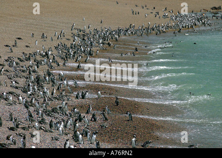 Un ampio angolo di visione del Magellanic penguin (Spheniscus magellanicus) colonia sulla costa a Punta Tombo in Argentina. Foto Stock