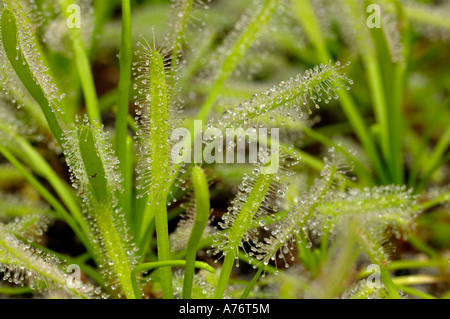 Sundew, Drosera capensis Foto Stock