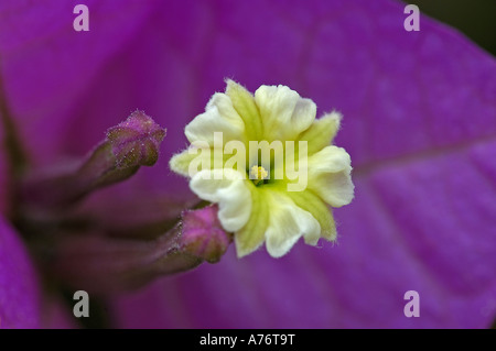 Il Bougainvillea glabra Foto Stock