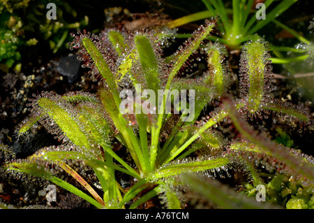 Sundew, Drosera capensis Foto Stock