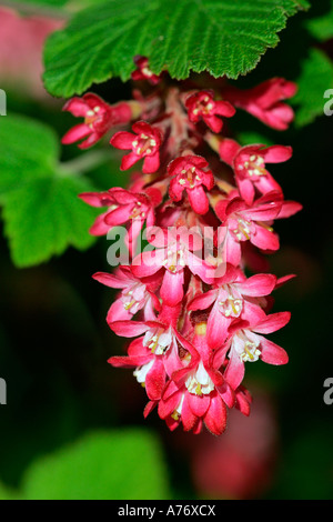 Fioritura di ribes (Ribes sanguineum) Foto Stock