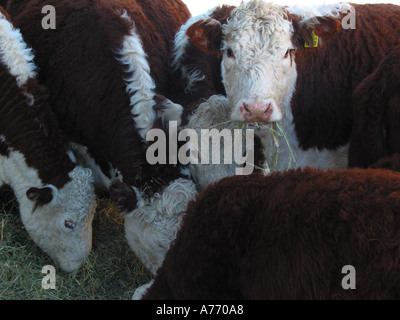 Bestiame Hereford Foto Stock