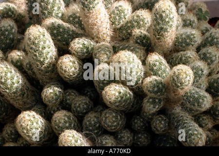 Mammillaria elongata Foto Stock