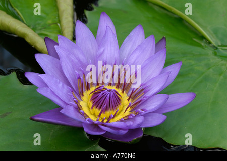 Nymphaea Direttore George T Moore Foto Stock