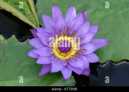 Nymphaea Direttore George T Moore Foto Stock