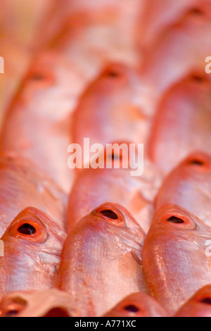 Chiusura del file di Lutianido (Lutjanus campechanus) pesci sul visualizzatore in corrispondenza di un mercato del pesce. Foto Stock