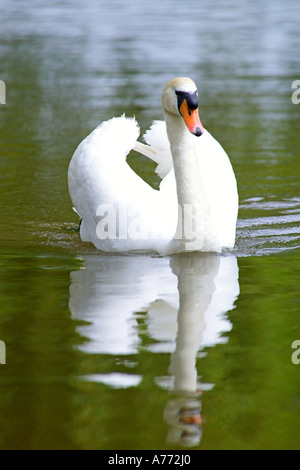 Cigno (Cygnus olor) scivola lungo l'acqua con la sua immagine riflessa sulla superficie. Foto Stock