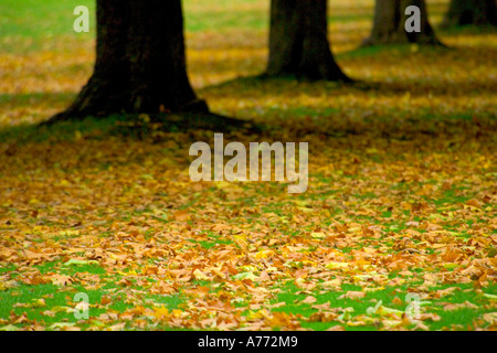 Vista ravvicinata della caduta foglie lungo un viale di alberi in autunno. Foto Stock