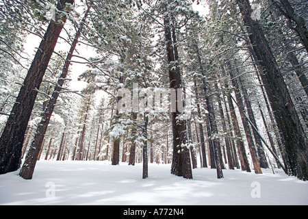 Caduta di neve fresca sugli alberi e la massa in una foresta. Foto Stock