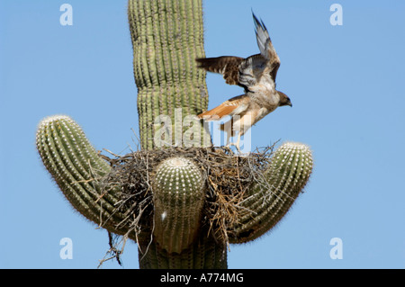 Red-tailed hawk decollare da nido Buteo jamaicensis Arizona - USA Foto Stock