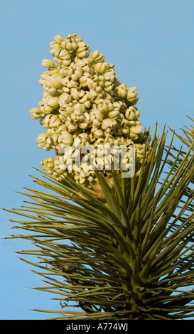 Fiore di Yucca Yucca brevifolia Joshua Tree National Park - California - USA Foto Stock