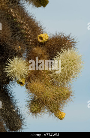 Teddy Bear Cholla Cactus in vari stadi di crescita Opuntia bigelovii Foto Stock