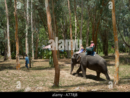 Corse di elefanti, Bang Tao Beach, Phuket Thailandia Foto Stock