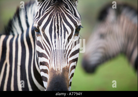 Zebre in Pilanesburg National Park, Sud Africa. Foto Stock