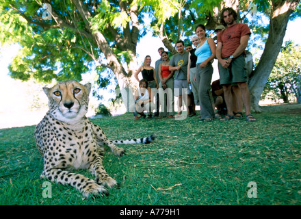 Un ghepardo (Acinonyx jubatus) in posa per fotografie con i turisti a questo centro di salvataggio. Foto Stock