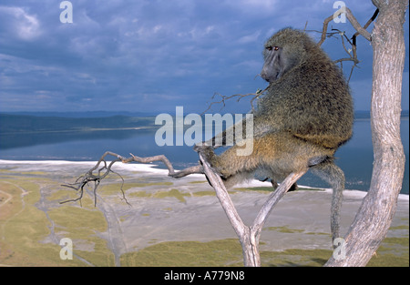 Un maschio adulto babbuino oliva (papio anubis) precariamente seduto in un albero morto che si affaccia sul lago Nakuru. Foto Stock