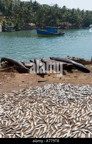 Essiccazione di pesce in sun sul fiume Sal nel tradizionale villaggio di pescatori di Betul, a sud di Goa, India Foto Stock