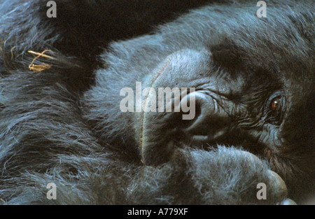 In prossimità di un grande silverback gorilla di montagna (Gorilla berengei berengei) sdraiato. Foto Stock