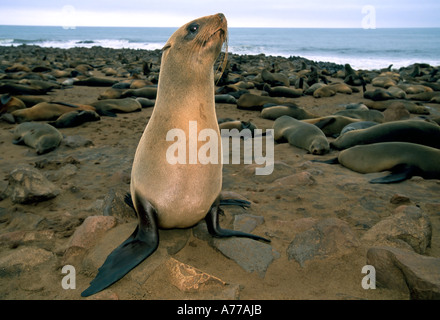 Ampio angolo di visione ravvicinata con il flash fill di un capo inquiisitive pelliccia sigillo (Arctocephalus pusillus) al Cape Cross colonia di foche. Foto Stock