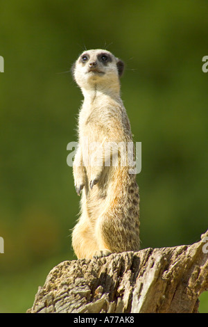 Close up di un meerkat (Suricata suricatta) su un ceppo di albero mantenendo la guarda. Foto Stock