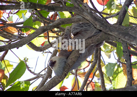 Un marrone throated tre dita bradipo (Bradypus variegatus) di refrigerazione a testa in giù in una struttura ad albero. Foto Stock