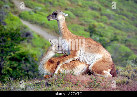 Una coppia di guanaco (Lama guanicoe) coniugata ignaro turista 'audiance'. Foto Stock