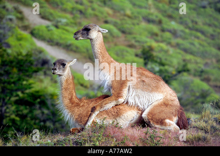 Una coppia di guanaco (Lama guanicoe) coniugata ignaro turista 'audiance'. Foto Stock