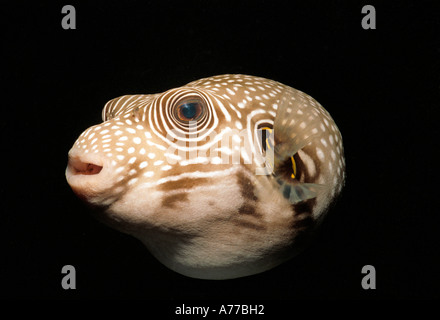 Close up di bristly pufferfish (Arothon hispidus) contro uno sfondo nero. Foto Stock
