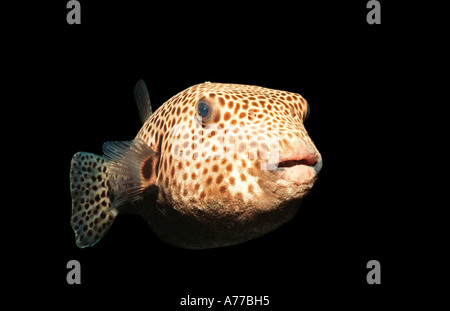 Close up di un Blackspotted pufferfish (Arothon stellatus) contro uno sfondo nero. Foto Stock