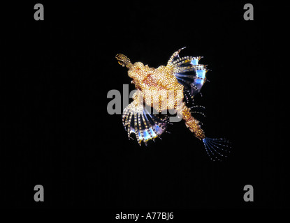 Un mare di Pegasus tarma (Pegasidae) visto dal di sopra contro uno sfondo nero. Foto Stock