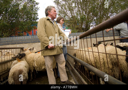 Banditore e assistente alla vendita di bestiame al Crymych mercato ovini Pembrokeshire wales cymru REGNO UNITO Foto Stock