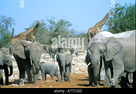 Un branco di elefanti africani, zebre e giraffe insieme sul perimetro di un fiume nel Parco Nazionale di Etosha. Foto Stock