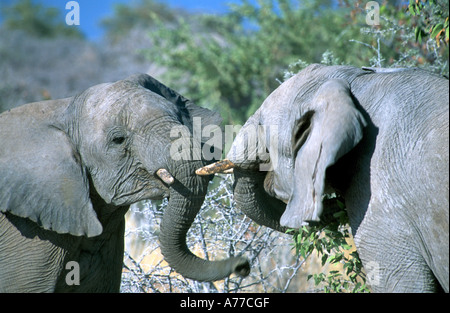 Due giovani bull africano Elefante africano (Loxodonta africana) play-combattimenti nel Parco Nazionale di Etosha. Foto Stock