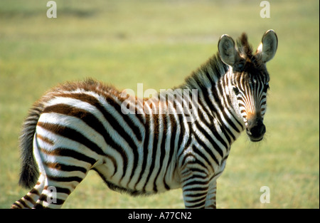 Ritratto di un giovane zebra puledro (Equus quagga) nel cratere di Ngorongoro. Foto Stock