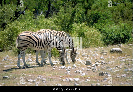 Due Zebra (Equus quagga) pascolano fianco a fianco nel Parco Nazionale di Etosha. Foto Stock