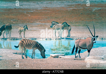 Oryx (Oryx gazella) e zebra (Equus quagga) in corrispondenza di un foro per l'acqua nel Parco Nazionale di Etosha. Foto Stock