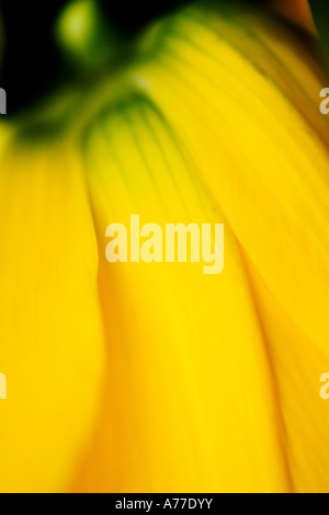 Fritillaria imperialis imperalis crown imperial arte astratta close-up immagine adatta per biglietti di auguri calendari poster Foto Stock