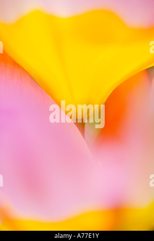 Tulip Tulipa Chrysantha "Iran" floral arte astratta immagine Foto Stock