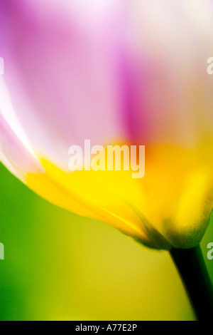 Tulip Tulipa Chrysantha "Iran" floral arte astratta immagine Foto Stock