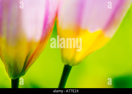 Tulip Tulipa Chrysantha "Iran" floral arte astratta immagine Foto Stock