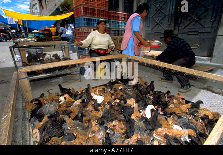 Una tipica scena di commercianti di strada nella città di Huaraz, Perù la vendita di polli vivi. Foto Stock