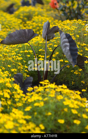 Taro colocasia esculenta Black magic Arum famiglia Araceae nel mezzo di un campo di Signet Tagete tagetes tenuifolia Foto Stock
