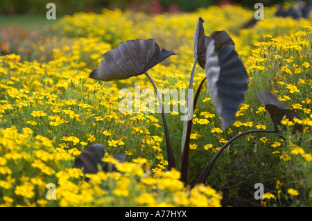 Taro colocasia esculenta 'black magic' arum famiglia araceae circondato da signet tagete tagetes tenuifolia limone asteracea gem Foto Stock