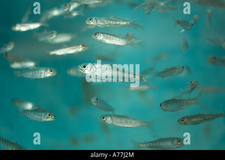 Salmone Chinook in un serbatoio in attesa di rilascio nel wild Capilano Fish Hatchery North Vancouver British Columbia Canada Foto Stock