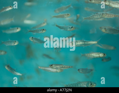 Salmone Chinook in un serbatoio in attesa di rilascio nel wild Capilano Fish Hatchery North Vancouver British Columbia canada Foto Stock