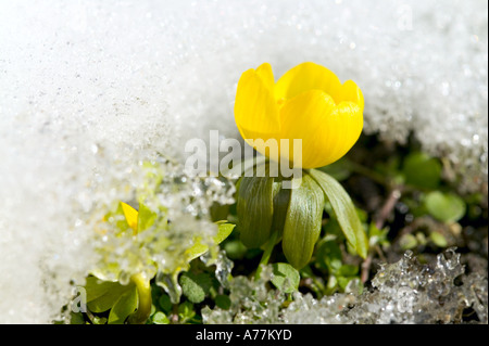 Winter aconite Foto Stock