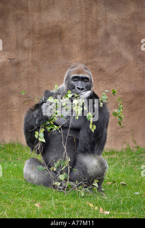 Gorilla in zoo di Praga Praga Repubblica Ceca Foto Stock