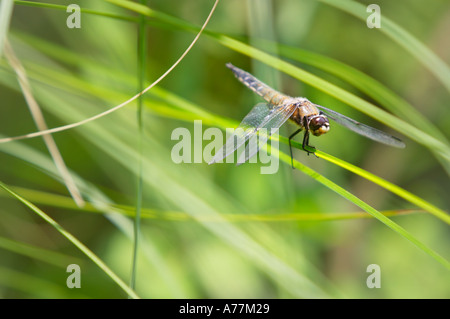 Quattro Spotted Chaser - Libellula quadrimaculata regolate su un reed, Nuuksio National Park, Espoo, Finlandia, UE. Foto Stock