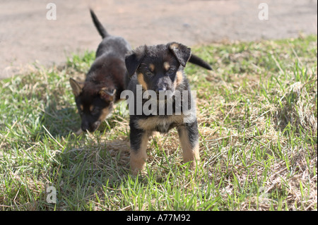 Due pastore tedesco cuccioli di erba Foto Stock